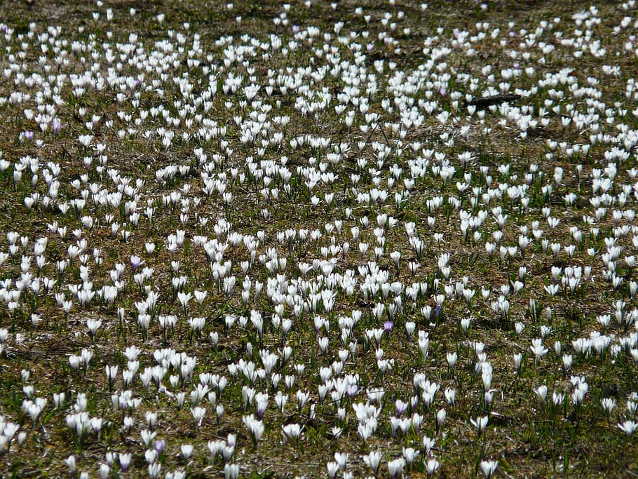 Spring Crocus, White, crocus meadow, flowers, blossom, bloom HD wallpaper