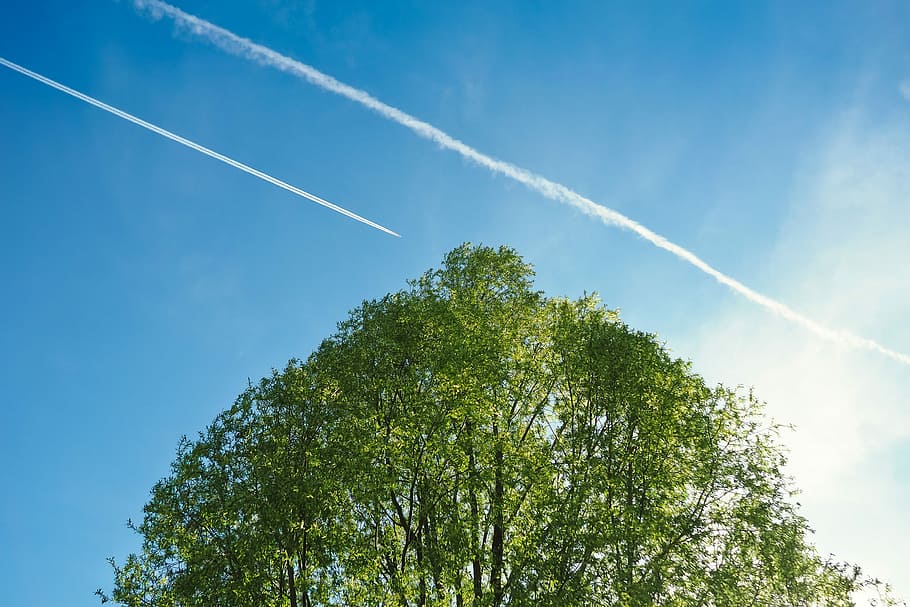 nature, landscape, sky, tree, cloud, summer, schönwetter, park HD wallpaper