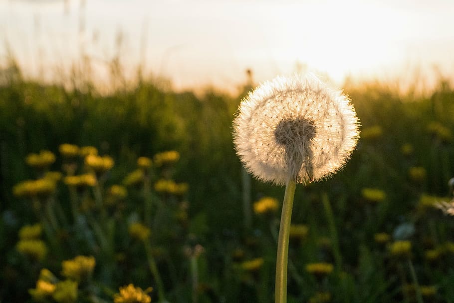 dandelion, spring, meadow, pointed flower, back light, green HD wallpaper