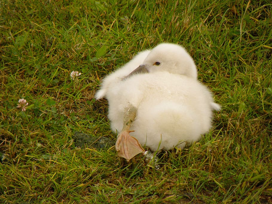 swan, cub, white, lawn, lying, grass, animal, cute, young Animal HD wallpaper