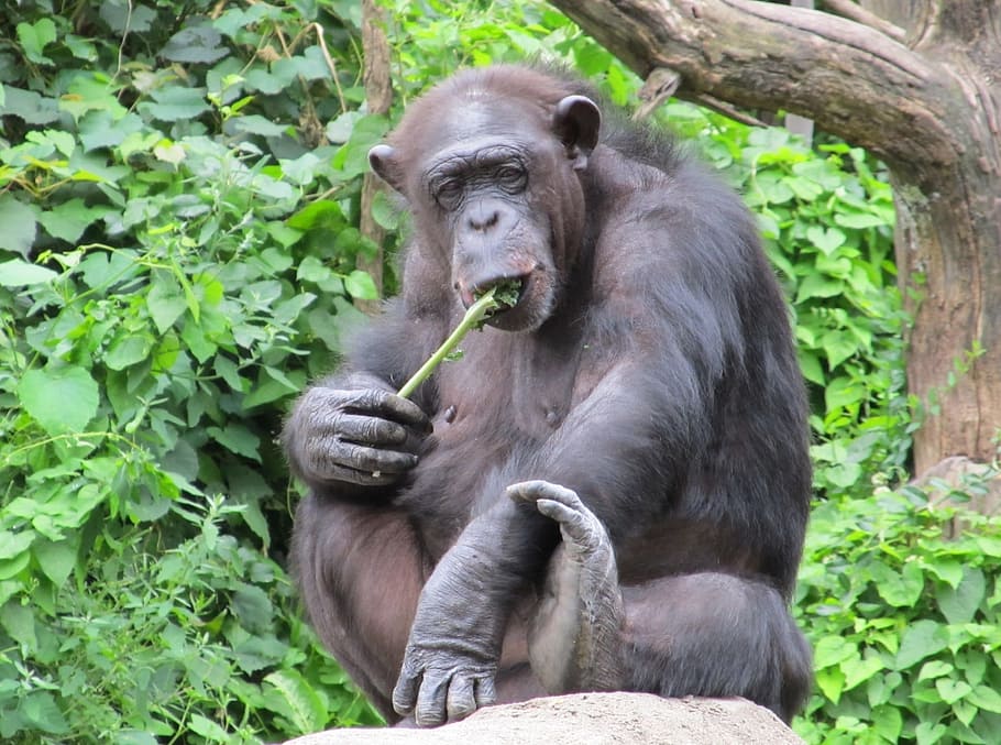Chimpanzee, Monkey, sitting, looking, mammal, nature, cute HD wallpaper
