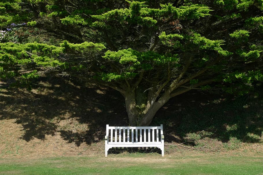 bench, seat, tree, chair, park, outside, under, shadow, empty HD wallpaper