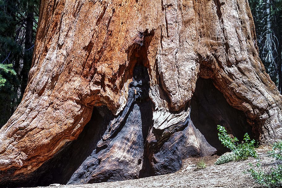 sequioa tree, sequioa national park, california, sequoia, usa HD wallpaper