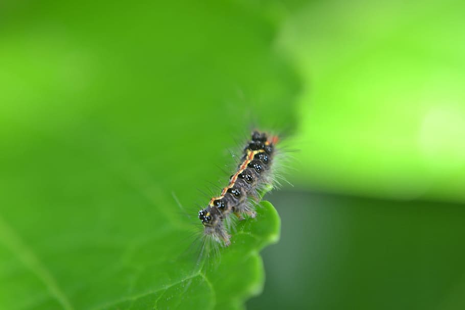Caterpillar, Leaf, Pest, Damage, Animal, nature, green, garden HD wallpaper