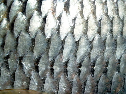 Fish, Carp, Meal, River, Pike, Masking, carpio, cypriniformes HD wallpaper