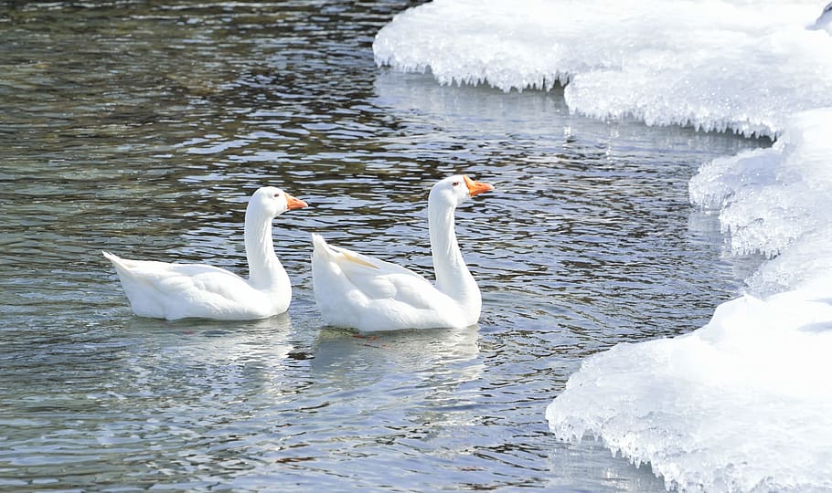 two geese on body of water with ice, greater snow goose, wading birds