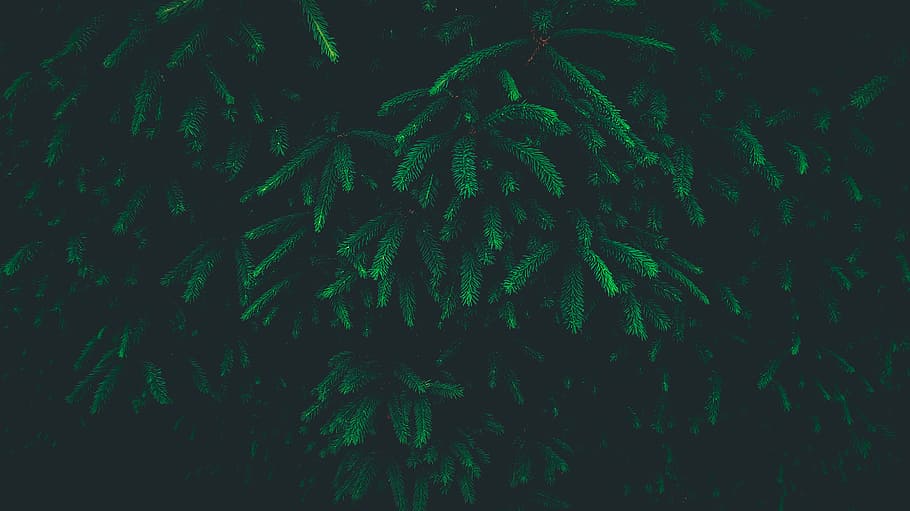 close photo of green leafed plant, green leafed plant, green pine HD wallpaper