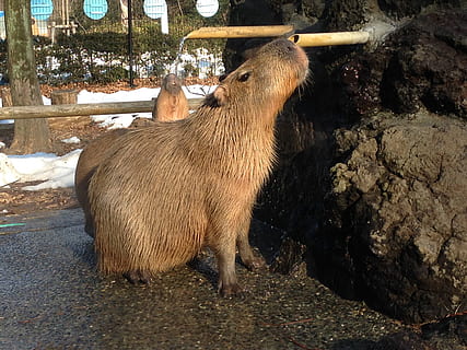 animal, capybara, cute, animal themes, mammal, vertebrate, one animal HD wallpaper