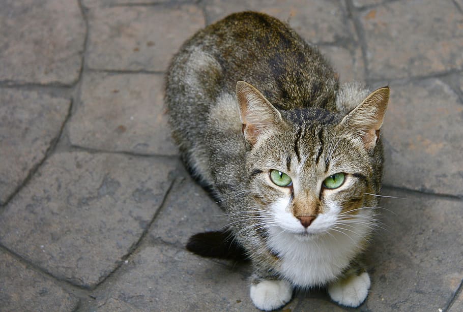 cat, animal, tomcat, view, pet, feline, one animal, domestic cat HD wallpaper