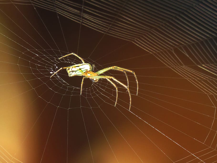 spider, web, arachnid, insect, nature, armenia, spider web HD wallpaper