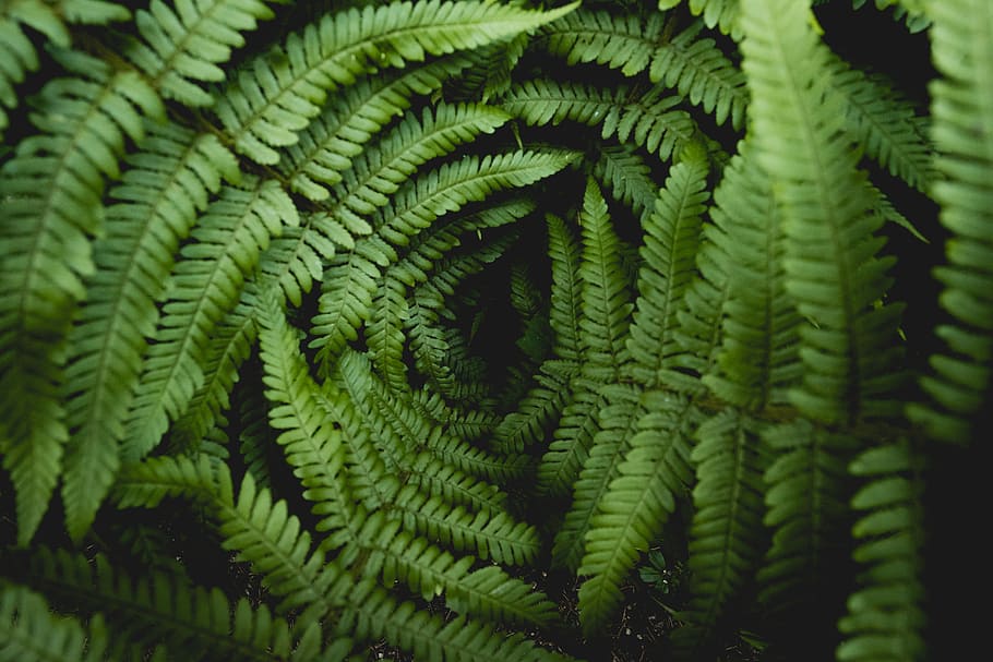 80 degrees fahrnheit, closeup photo of fern leaves, green color HD wallpaper