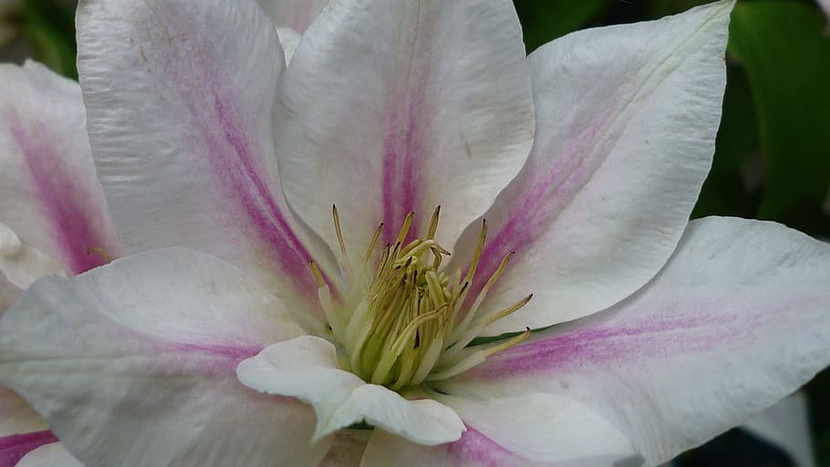 clematis, flower, rangt, white, blossom, bloom, garden plant HD wallpaper