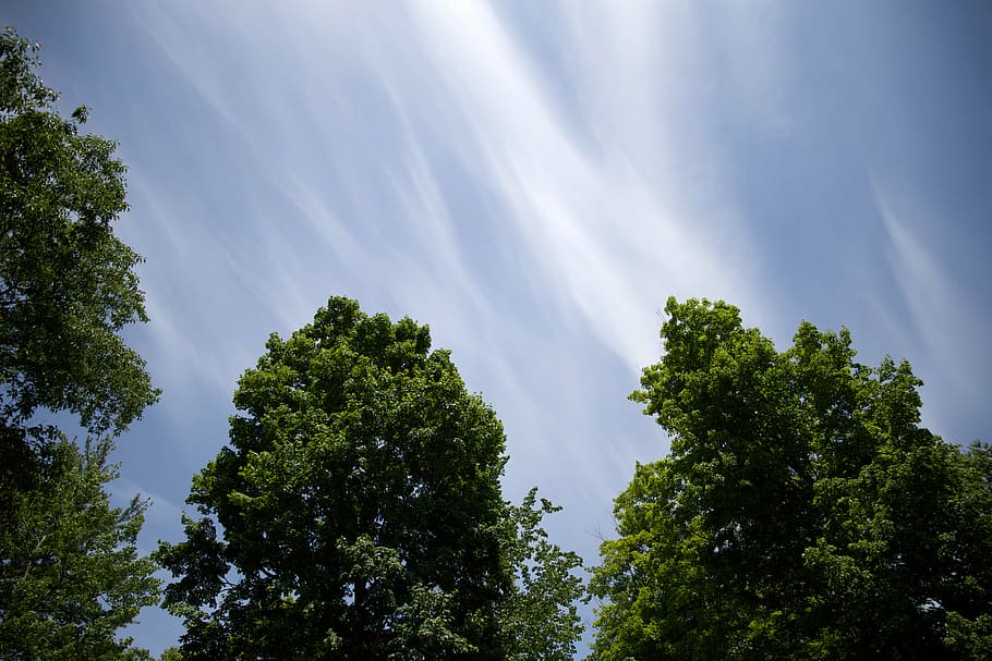 clouds, nature, sky, trees, blue, forest, outdoors, summer HD wallpaper