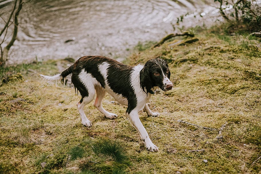 wet black and white dog near body of water, adult black and white English springer spaniel standing near body of water