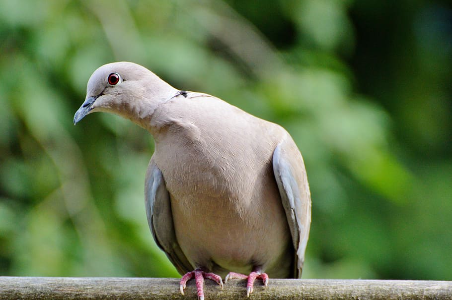 close-up photography of Eurasian collared dove, Bird, City, City Pigeon