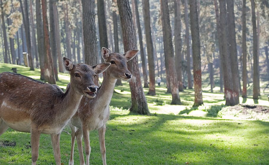 two brown does standing near trees, deer, fawn, wildlife, nature HD wallpaper
