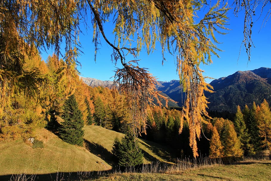autumn, mountain, forest, larch, trees, plant, beauty in nature HD wallpaper