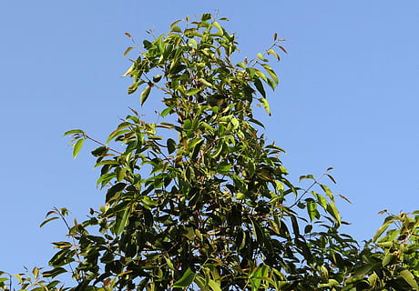 jamun, tree, syzigium cumini, blackberry tree, india, dharwad HD wallpaper