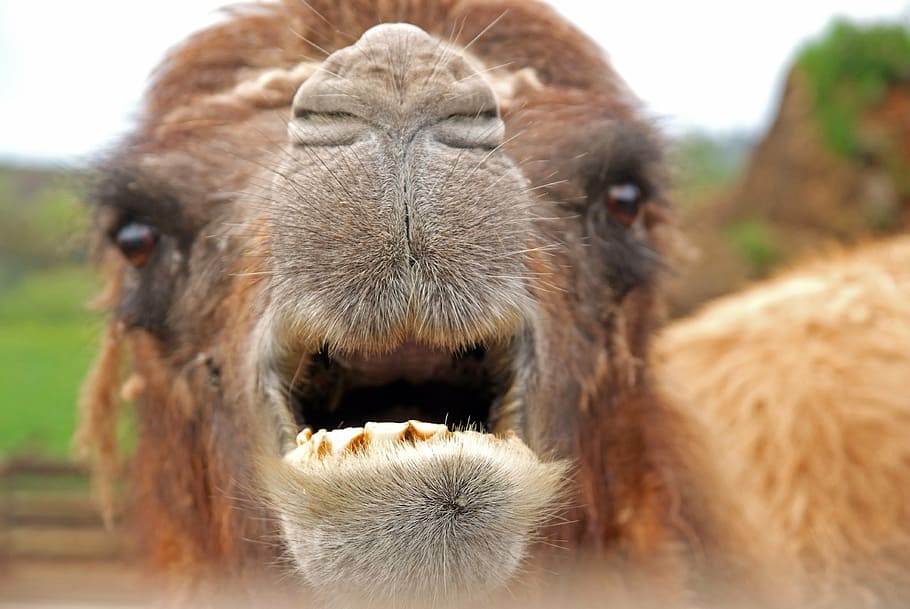 camel, animal, mammal, animal themes, one animal, focus on foreground HD wallpaper