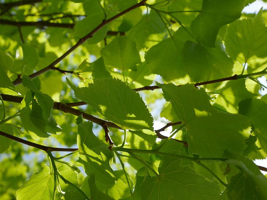 leaves, tree, nature, green, spring, branch, environment, light HD wallpaper