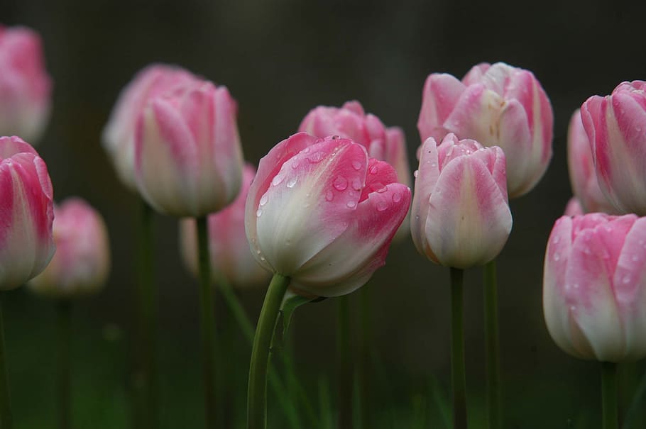 pink-and-white tulips, Raindrop, with, flower, plant, nature HD wallpaper