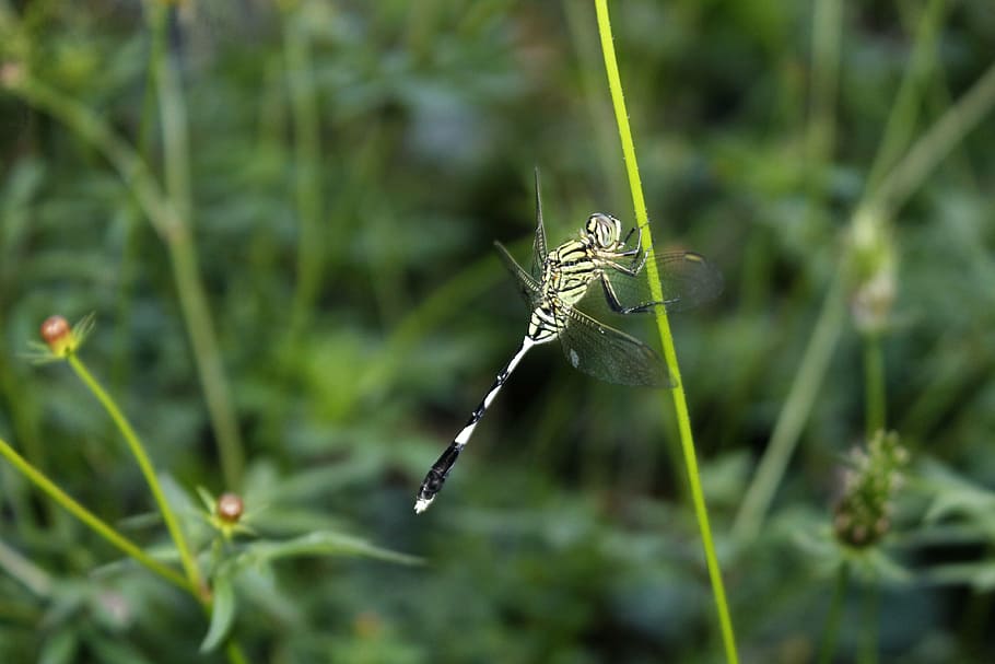 dragonflies, insect, animal, plant, animal wildlife, animals in the wild HD wallpaper