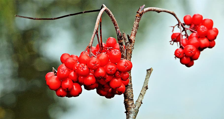 red, berries, berry, bird, food, riga, latvia, healthy eating HD wallpaper