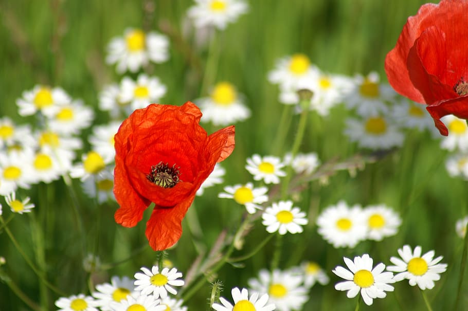 red poppin flower, poppy, brightly colored, spring, nature HD wallpaper