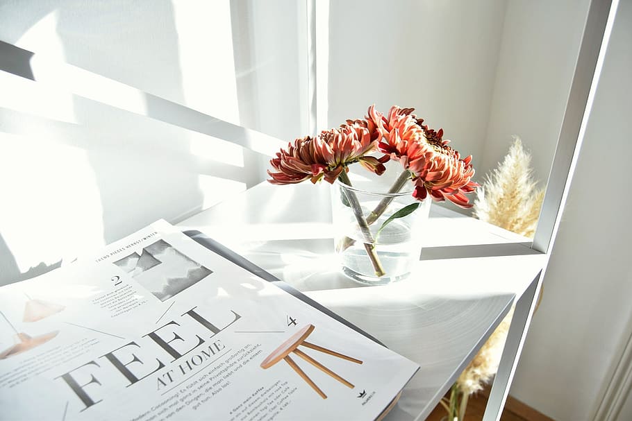 pink everlasting daisy flowers on table beside magazine, article HD wallpaper