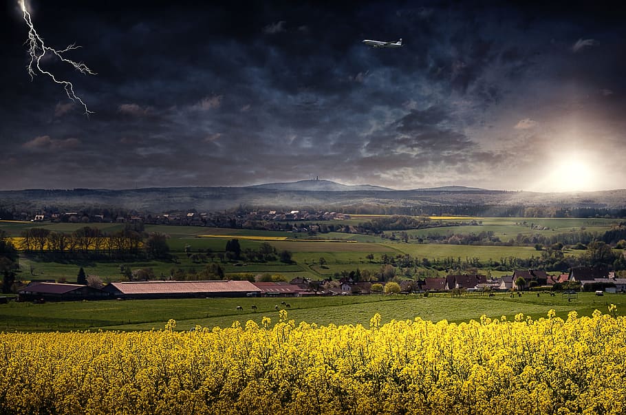 yellow rapeseed flower field across open field under blue skies HD wallpaper