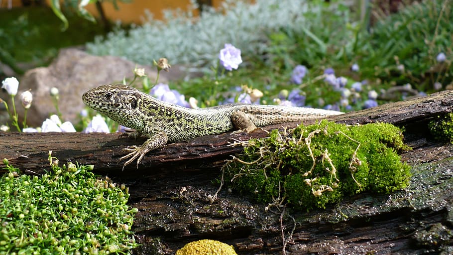 sentry, overview, sand lizard, males, reptile, animal, nature, HD wallpaper