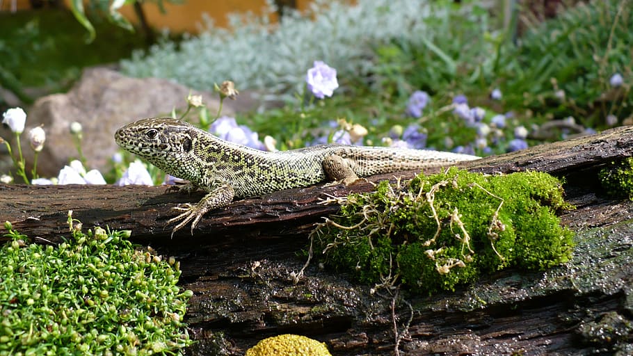 sentry, overview, sand lizard, males, reptile, animal, nature HD wallpaper