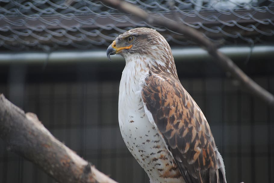 zoo, bird, life, animal themes, animal wildlife, vertebrate HD wallpaper