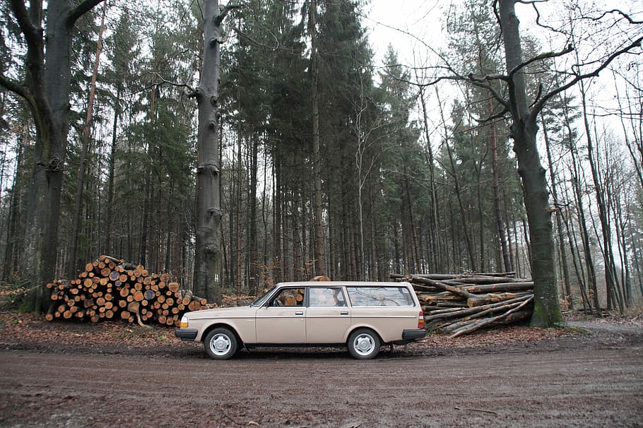 Volvo in the woods, beige station wagon parked near tree logs