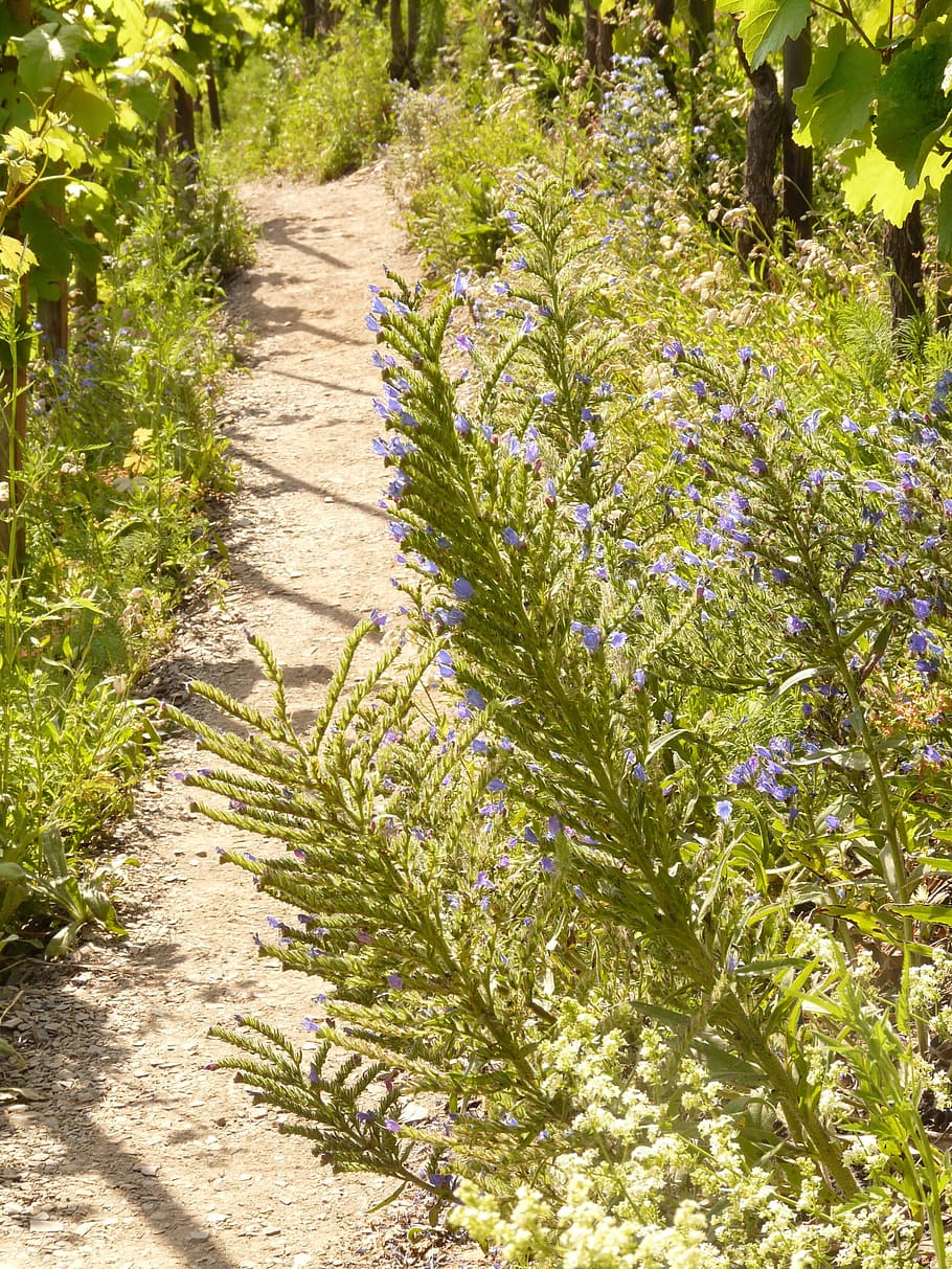 Away, Trail, Path, Vineyard, vineyard way, ordinary natternkopf HD wallpaper