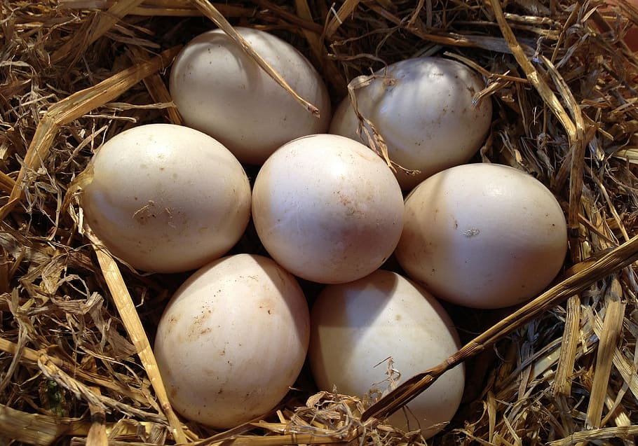 Hd Wallpaper White Bird Eggs On Brown Bird Nest Hen Eggs Straw Mat Animal Nest Wallpaper Flare