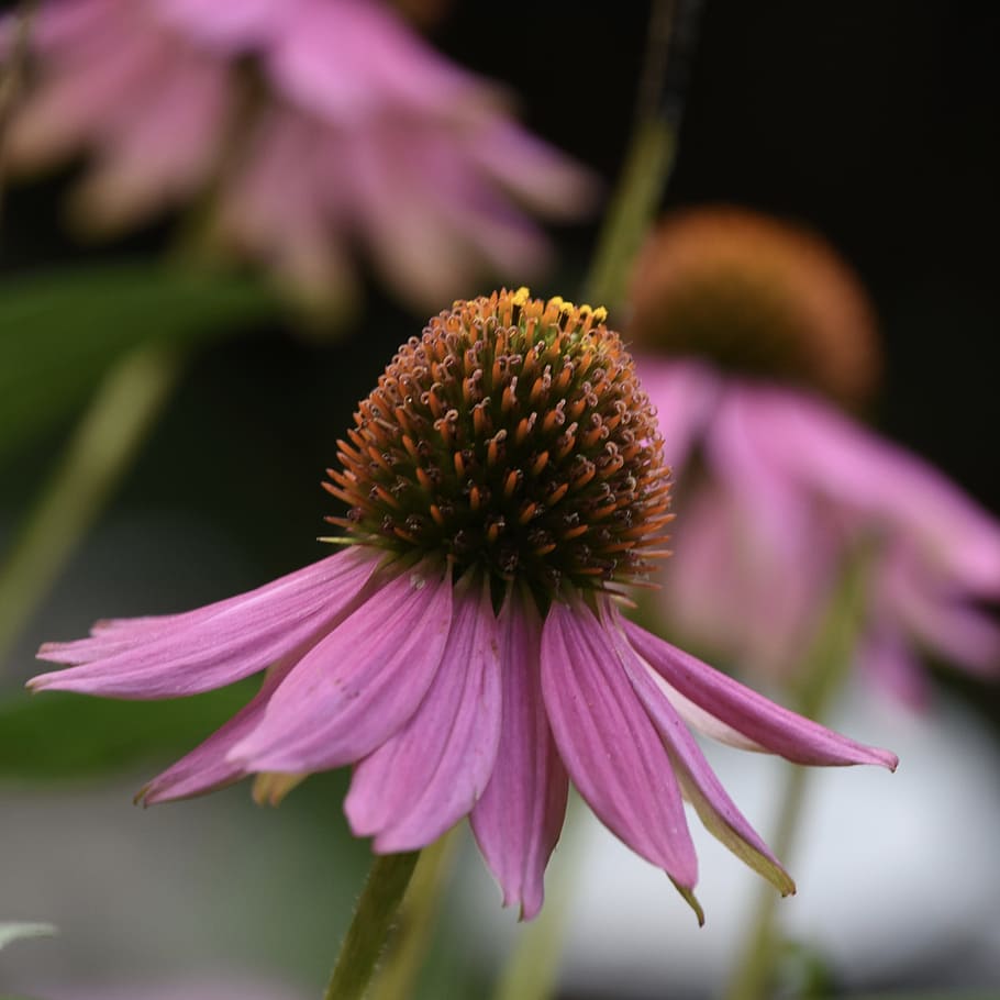 flower, pink, close-up, flowering plant, fragility, freshness HD wallpaper