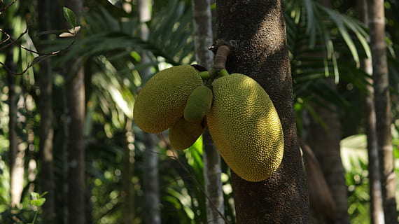 jackfruit, fruits, green, tree, nature, large, asian, no people HD wallpaper