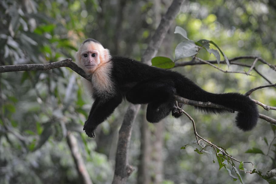 black monkey on tree branch, monkey perched on tree branch, woodland HD wallpaper