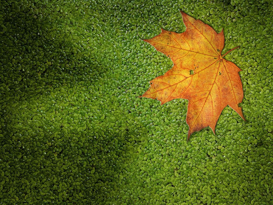 sheet, nature, pond, green, autumn, veins, yellow, plants, garden HD wallpaper
