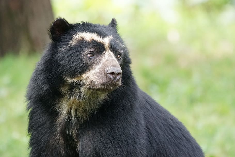 Bear, Mammal, Enclosure, animal, wildlife, nature, one Animal HD wallpaper