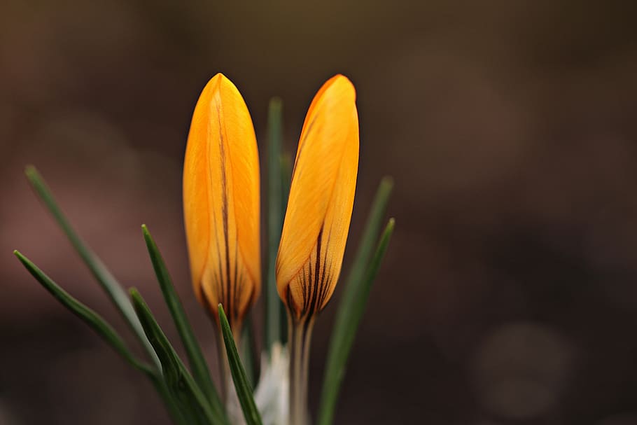 yellow petaled flowers, garden, spring, crocus, plant, nature HD wallpaper
