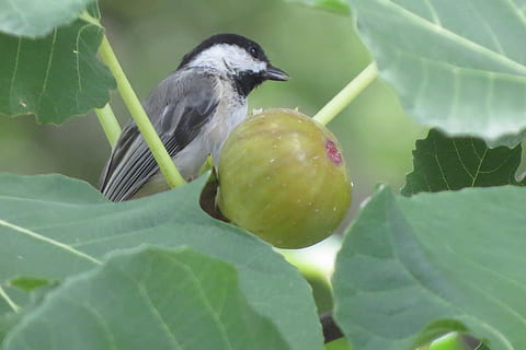 tiny bird, chickadee, eating fig, wildlife, plant part, leaf HD wallpaper