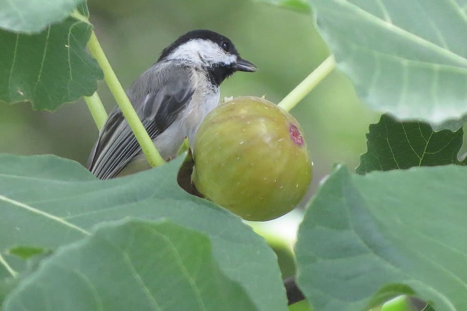 tiny bird, chickadee, eating fig, wildlife, plant part, leaf, HD wallpaper
