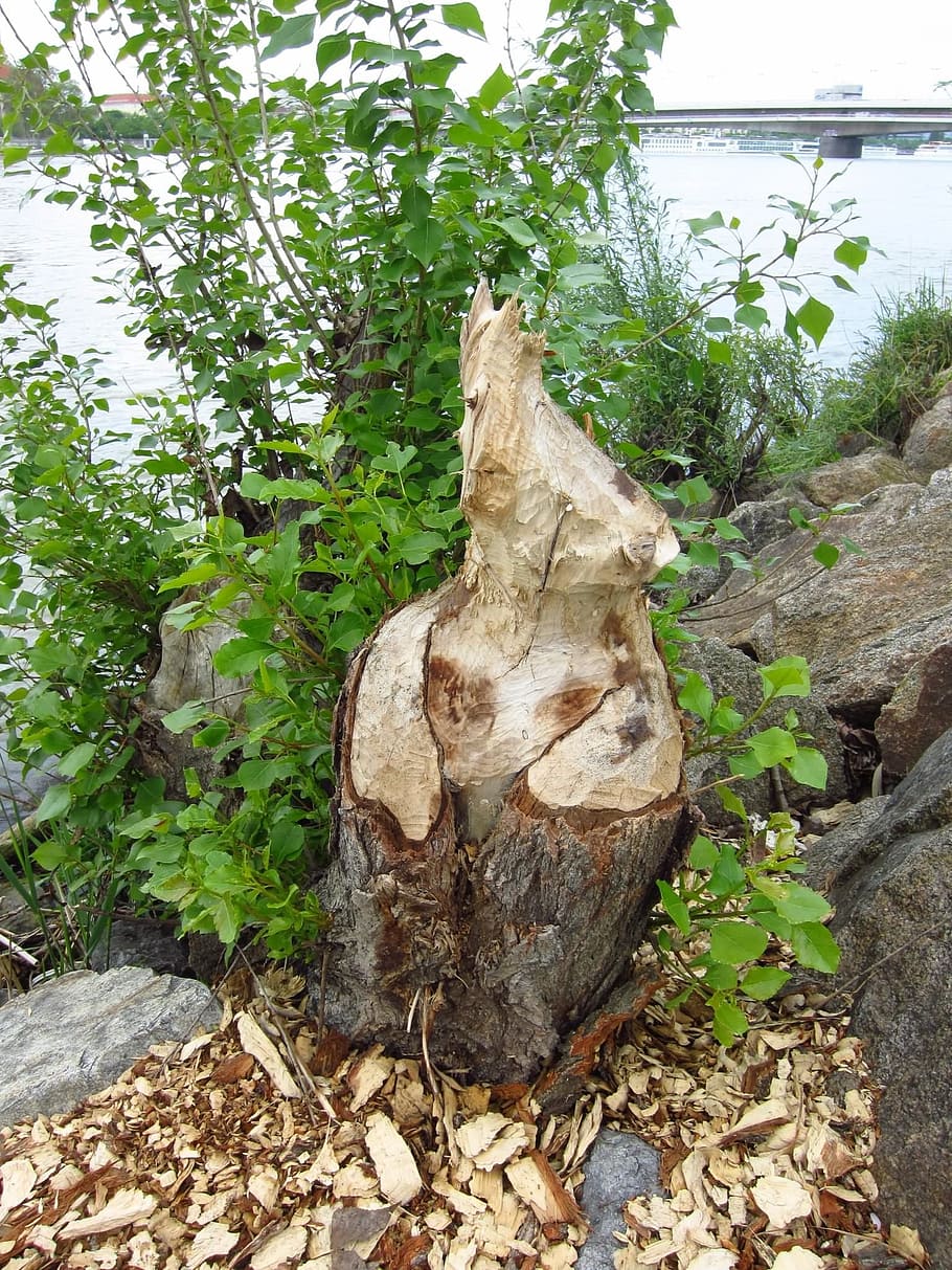 Beaver, Tree, like, plant, growth, nature, no people, leaf HD wallpaper