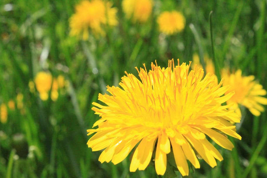 dandelion, flower, summer, flowering plant, freshness, yellow HD wallpaper