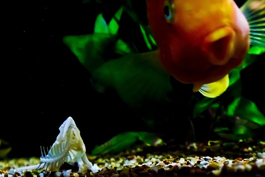 fish tank, orange, skeleton, gold fish, animal, animal themes HD wallpaper