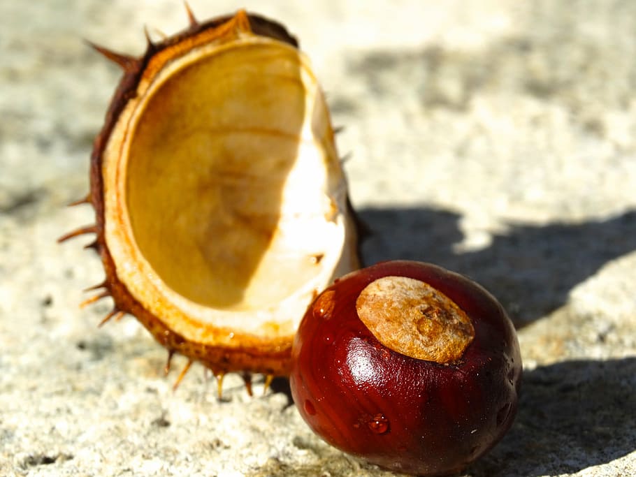 chestnut, shell, chestnut shell, spur, exposed, brown, reddish HD wallpaper