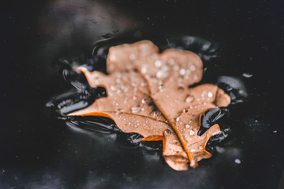 brown leaf floating on water, wet, droplet, close-up, food HD wallpaper