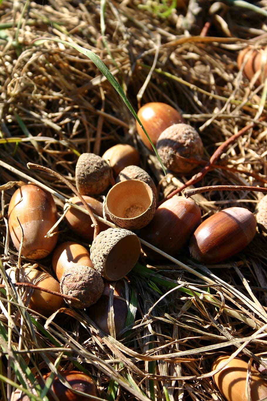 acorns, fruit, oak, brown, nature, decoration, autumn, tree HD wallpaper